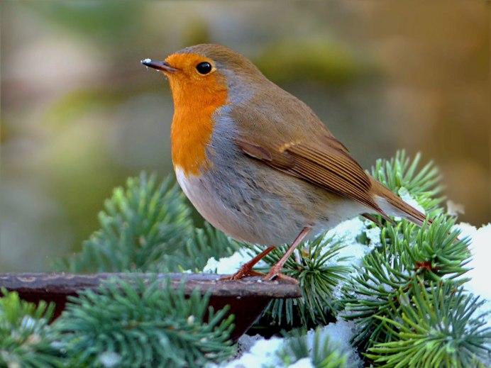 Зарянка – Erithacus rubecula