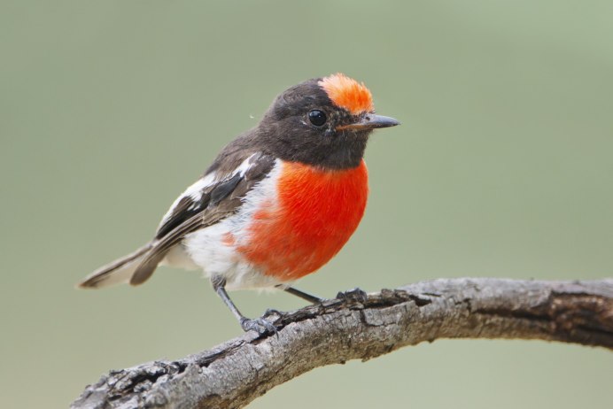 Зарянка – Erithacus rubecula