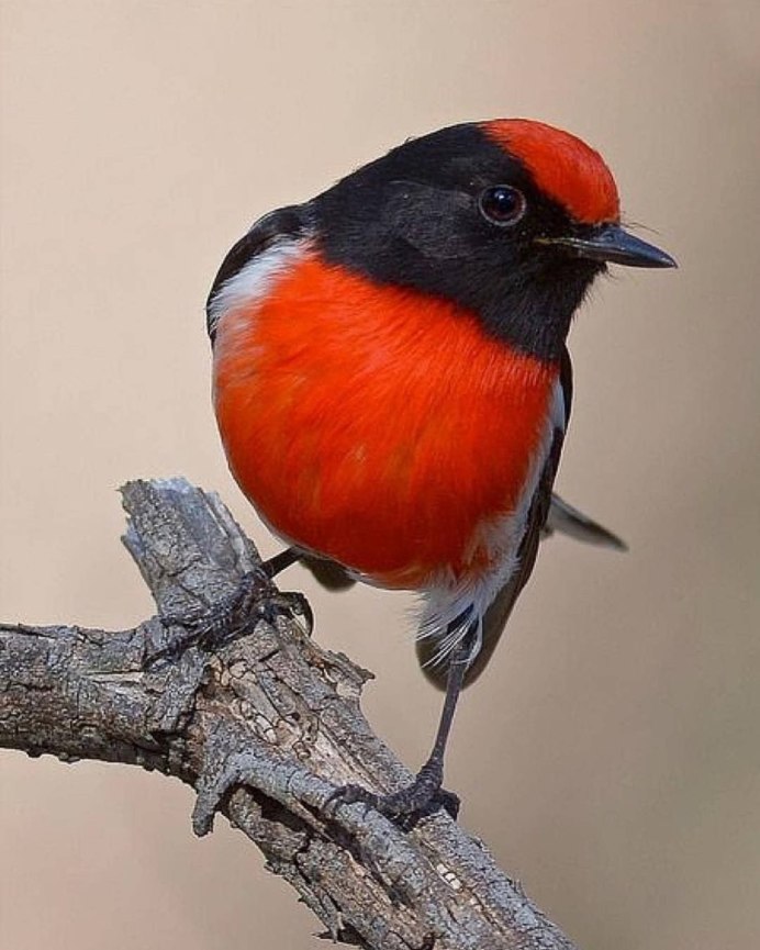 Robin Redbreast