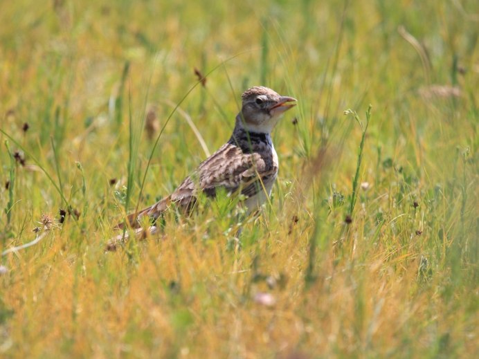 Степной орёл (Aquila nipalensis