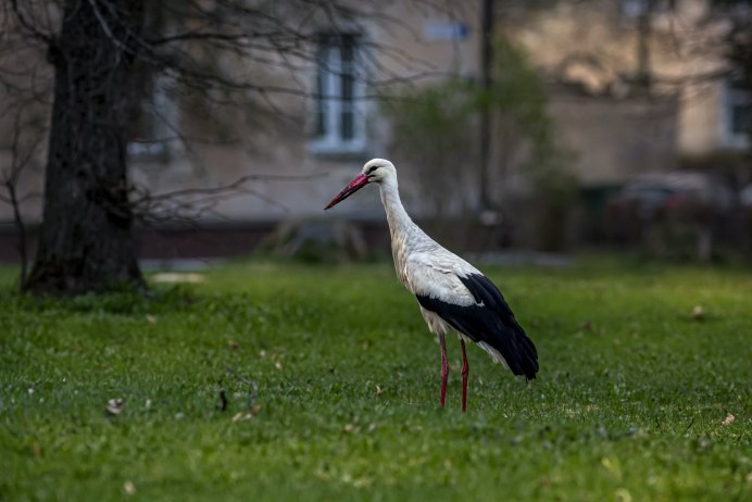 Красноклювая цапля
