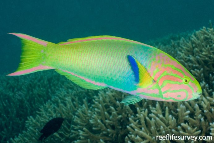 Thalassoma lutescens