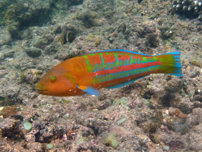 Thalassoma purpureum рыба