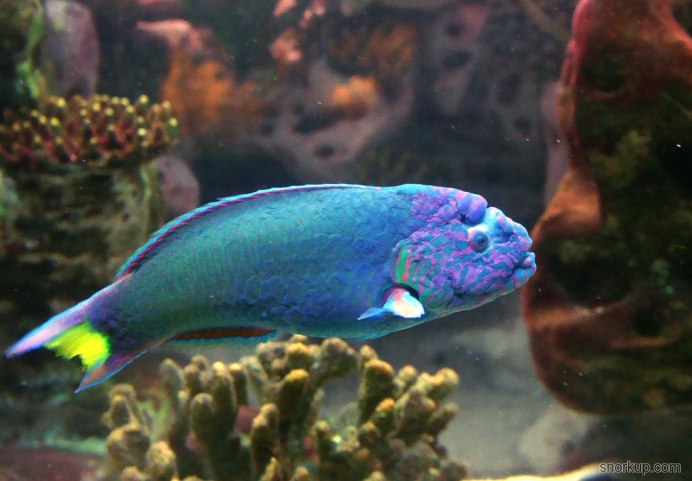 Thalassoma lutescens