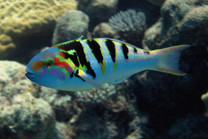 Thalassoma lutescens
