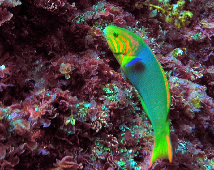 Cometa Wrasse / Juv / PH морская рыба