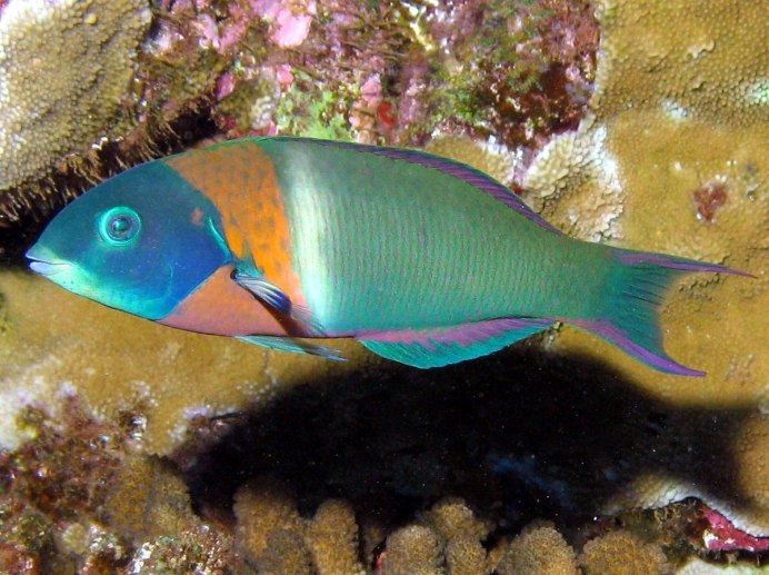 Thalassoma purpureum рыба