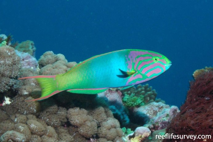 Wrasse рыба