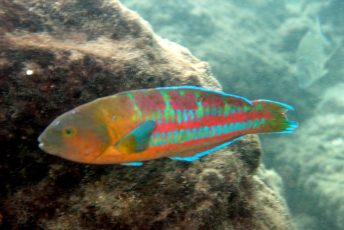 Thalasoma Quinquevittatun