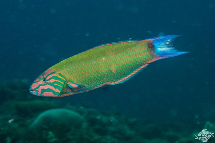 Thalassoma klunzingeri.