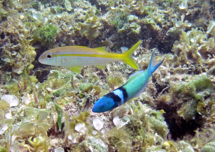 Halichoeres timorensis