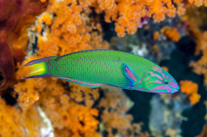 Thalassoma lucasanum