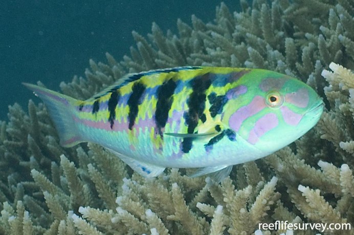 Thalassoma bifasciatum