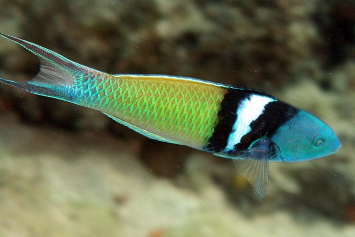 Fairy Wrasse рыба