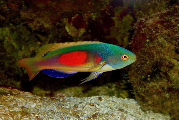 Thalassoma lunare (Талассома Лунная)