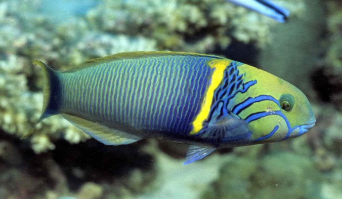 Губан Thalassoma purpureum
