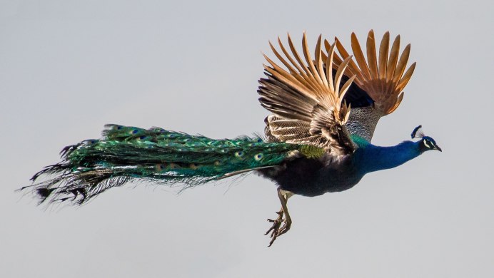 Павлиний фазан (Polyplectron bicalcaratum)