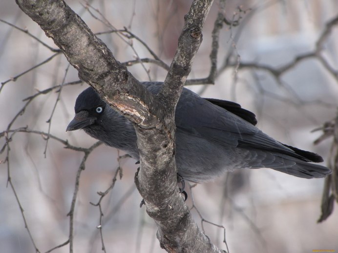 Coloeus monedula Грач