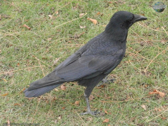 Coloeus monedula Грач