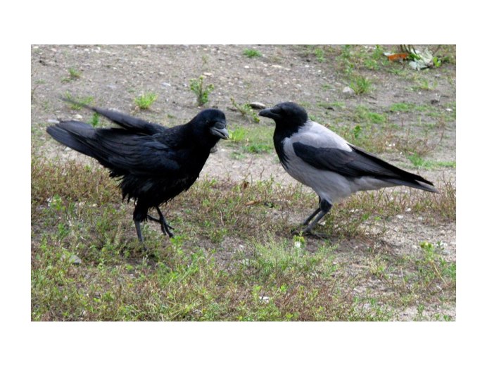 Corvus Corax птица