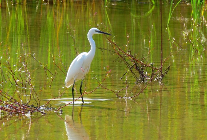 Белая цапля мультфильм