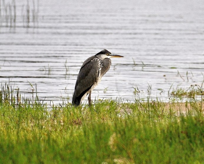 Серая цапля в Ленинградской области