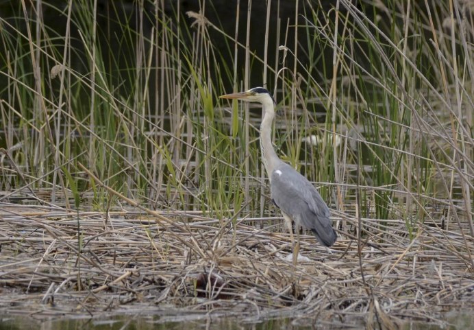 Птицы над болотом