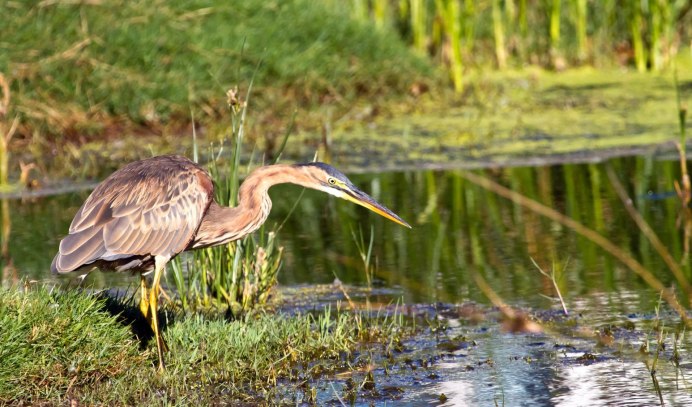 Цапля Геншин