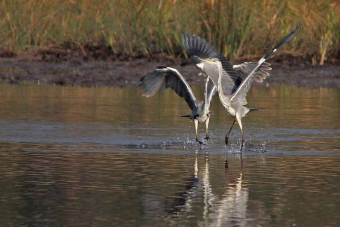 Водоплавающие птицы журавль