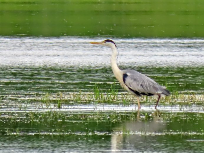 Обитали пруда птицы