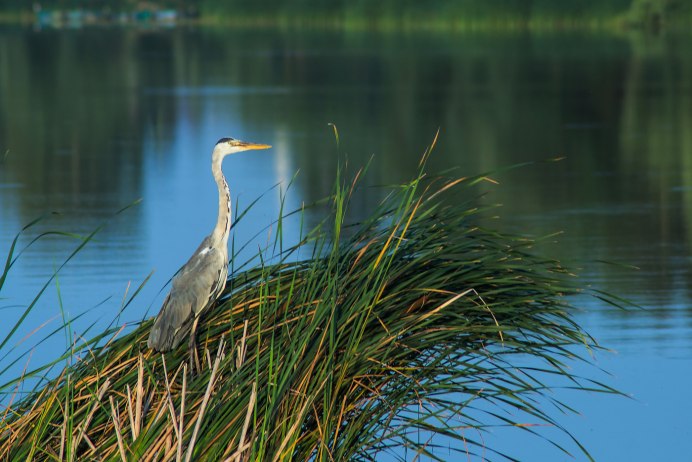 Серая цапля Плещеево озеро