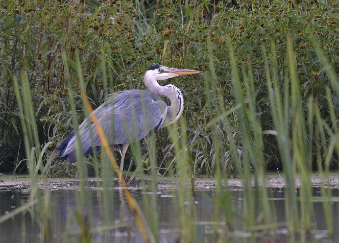 Цапли на пруду