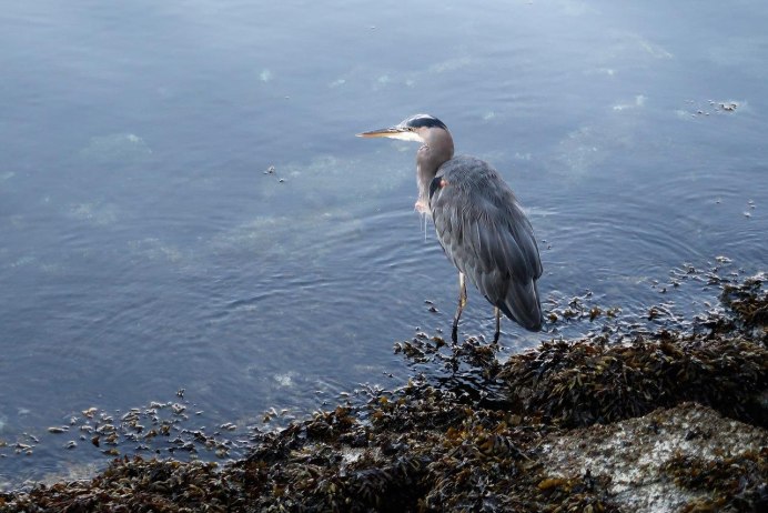 Белая Болотная цапля