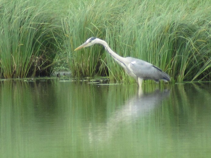 Цапля на озере