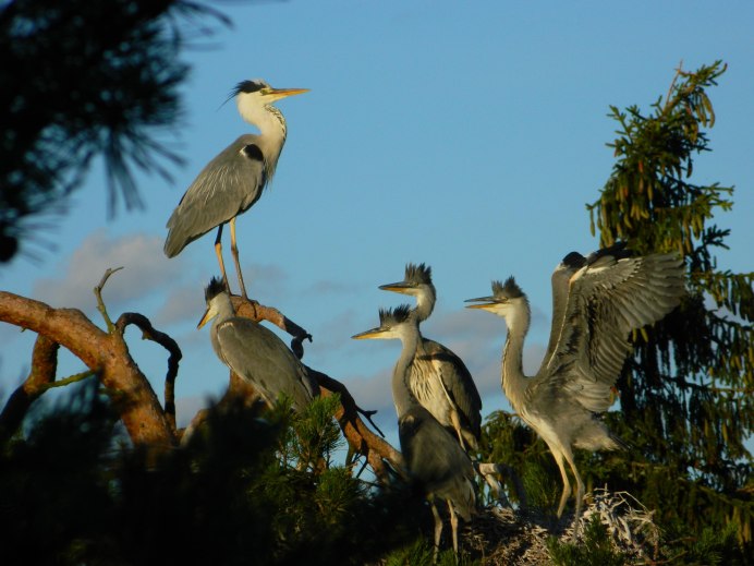 Журавль в воде