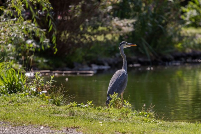 Цапля и лягушка в озере