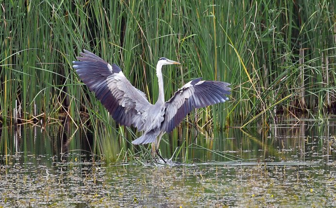 Цапля Гарза