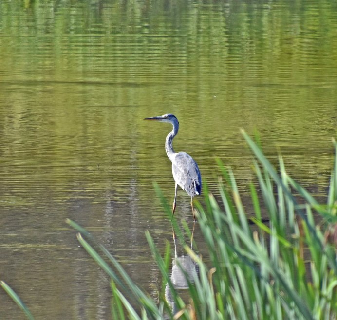 Шорский национальный парк серая цапля