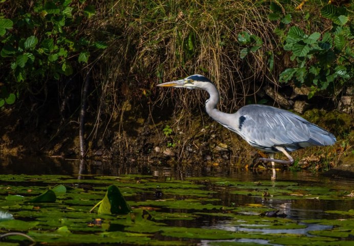 Полет Цапли