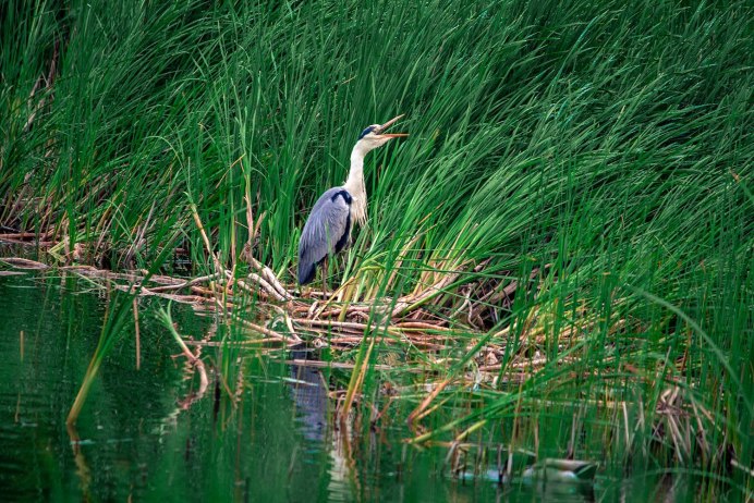 Мадагаскарская Прудовая цапля