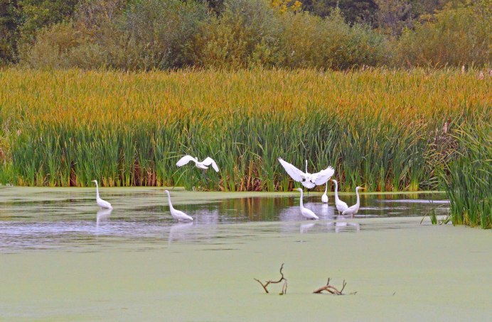 Цапля на озере
