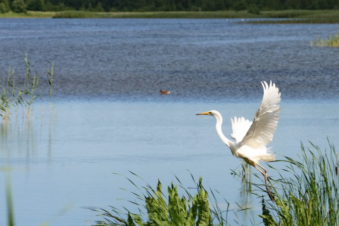 Цапля в Самарской области