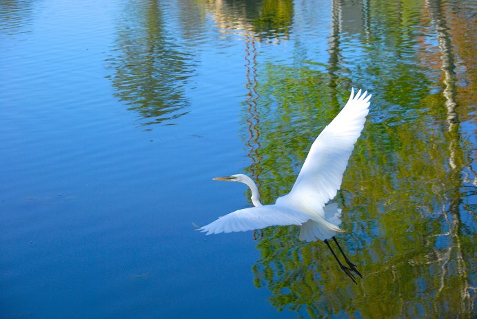 Птицы водоемов
