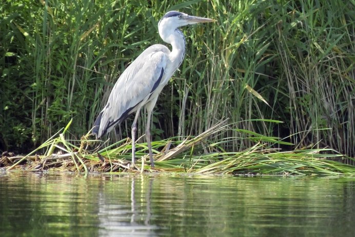 Белая Болотная цапля