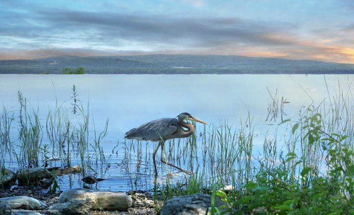 Цапля Уральская