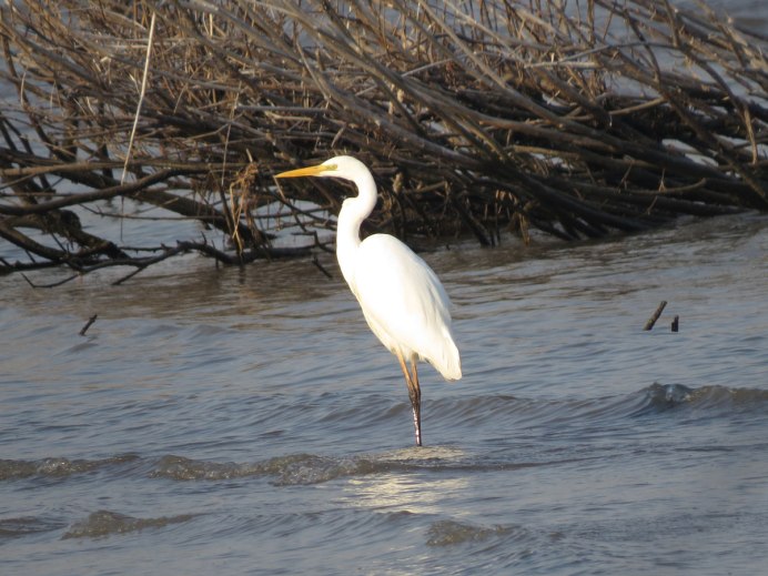 Цапля водоплавающая птица