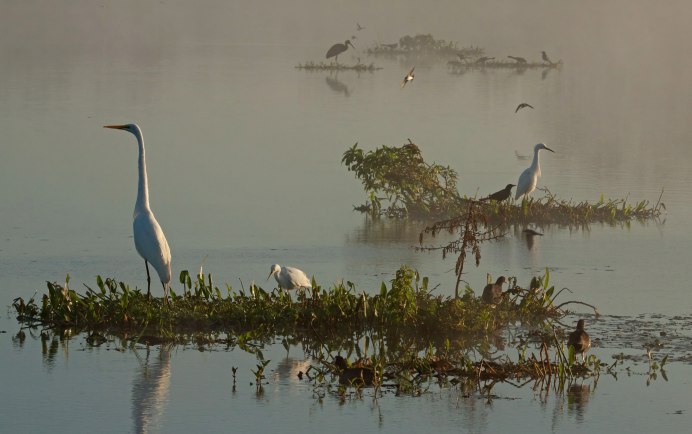 Японская цапля