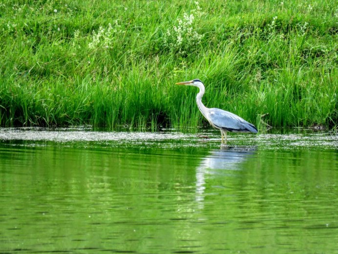 Птицы болот