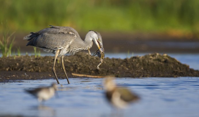 Побережье озера цапля