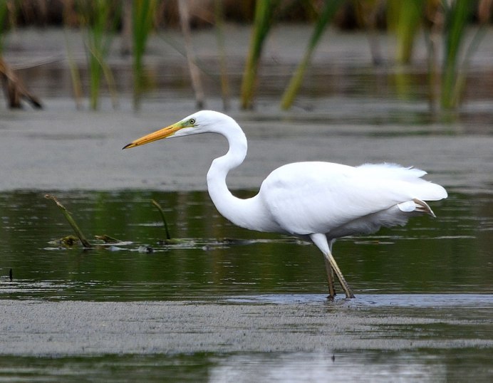 Хинганский заповедник серая цапля
